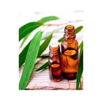 الايكلوبتس